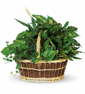 Large Basket Garden in McDonough GA, Absolutely and McDonough Flowers & Gifts