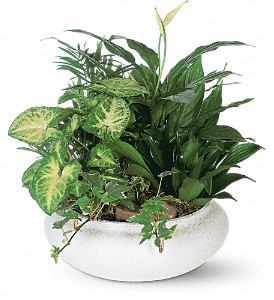 Medium Dish Garden in McDonough GA, Absolutely and McDonough Flowers & Gifts