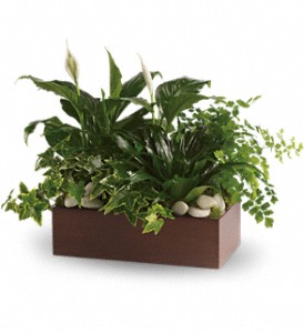 Teleflora's Quiet Expressions in McDonough GA, Absolutely and McDonough Flowers & Gifts
