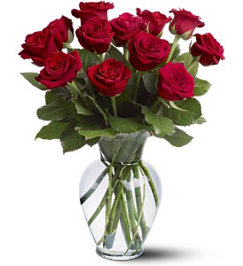 12 Red Roses in McDonoughGA, Absolutely Flowers