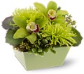 Go Green in McDonough GA Absolutely Flowers