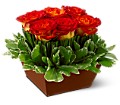 Roses in the Grass in McDonough GA Absolutely Flowers