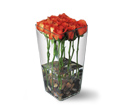 Orange Roses with River Rocks in McDonough GA Absolutely Flowers