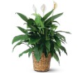 Large Spathiphyllum Plant in McDonough GA Absolutely Flowers