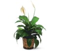 Small Spathiphyllum Plant in McDonough GA Absolutely Flowers
