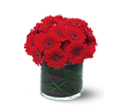Red Gerbera Collection in McDonough GA Absolutely Flowers