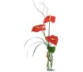 The Simplicity of Anthuriums in McDonough GA Absolutely Flowers