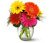 Teleflora's Fiesta Gerbera Vase in McDonoughGA, Absolutely Flowers