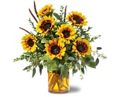Sunrise Sunflowers in McDonough GA, Absolutely Flowers
