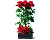 Scarlet Splendor Roses in McDonough GA, Absolutely Flowers