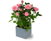 Miniature Rose Bush in McDonough GA, Absolutely Flowers