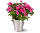 Adorable Azalea in McDonough GA, Absolutely Flowers