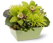 Go Green in McDonoughGA, Absolutely Flowers