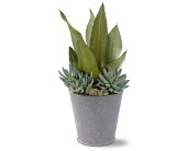 Succulent Garden in McDonoughGA, Absolutely Flowers