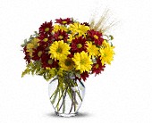 Fall for Daisies in McDonough GA, Absolutely Flowers
