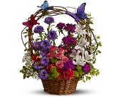 Dancing Butterflies in McDonoughGA, Absolutely Flowers
