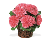Carnation Expression in McDonough GA, Absolutely Flowers