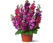 Bring on the Cheer in McDonoughGA, Absolutely Flowers