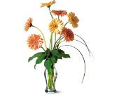 Grand Gerberas in McDonoughGA, Absolutely Flowers