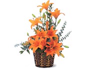 Asiatic Lilies in McDonough GA, Absolutely Flowers