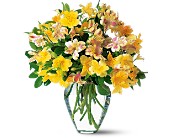 Sparkling Alstroemeria in McDonoughGA, Absolutely Flowers