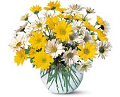 Dashing Daisies in McDonoughGA, Absolutely Flowers
