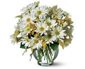 Daisy Cheer in McDonough GA, Absolutely Flowers