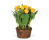 Potted Yellow Tulips in McDonough GA, Absolutely Flowers