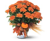 Bronze Cushion Mum Plant in McDonough GA, Absolutely Flowers