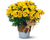 Harvest Yellow Daisy Plant in McDonough GA, Absolutely Flowers