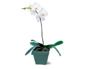 Phalaenopsis Orchid Plant in McDonough GA, Absolutely Flowers