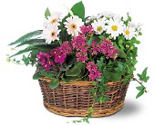 Traditional European Garden Basket in McDonough GA, Absolutely Flowers
