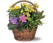 Petite European Basket in McDonough GA, Absolutely Flowers