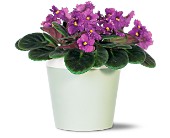Purple African Violet in McDonough GA, Absolutely Flowers