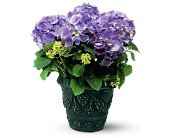 Blue Hydrangea in McDonough GA, Absolutely Flowers