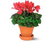 Sensational Cyclamen in McDonoughGA, Absolutely Flowers