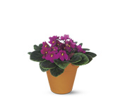 Vivacious Violets in McDonough GA, Absolutely Flowers