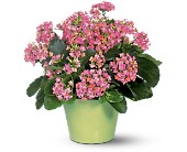 Pink Kalanchoe in McDonoughGA, Absolutely Flowers