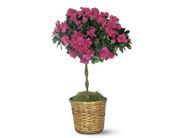 Azalea Topiary in McDonough GA, Absolutely Flowers