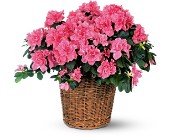 Pink Azalea in McDonough GA, Absolutely Flowers