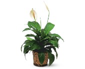 Small Spathiphyllum Plant in McDonough GA, Absolutely Flowers