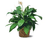 Medium Spathiphyllum Plant in McDonough GA, Absolutely Flowers