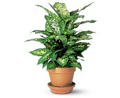 Dieffenbachia in McDonough GA, Absolutely Flowers