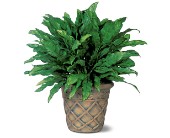 Aglaonema in McDonough GA, Absolutely Flowers