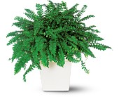 Decorative Fern in McDonoughGA, Absolutely Flowers