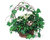 Kalanchoe and Ivy Basket in McDonough GA, Absolutely Flowers