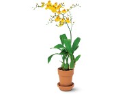 Yellow Oncidium Orchid in McDonough GA, Absolutely Flowers