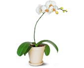 White Phalaenopsis Orchid in McDonough GA, Absolutely Flowers