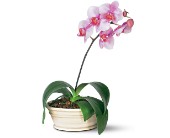 Lavender Phalaenopsis Orchid in McDonough GA, Absolutely Flowers