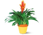 Exotic Bromeliad in McDonough GA, Absolutely Flowers